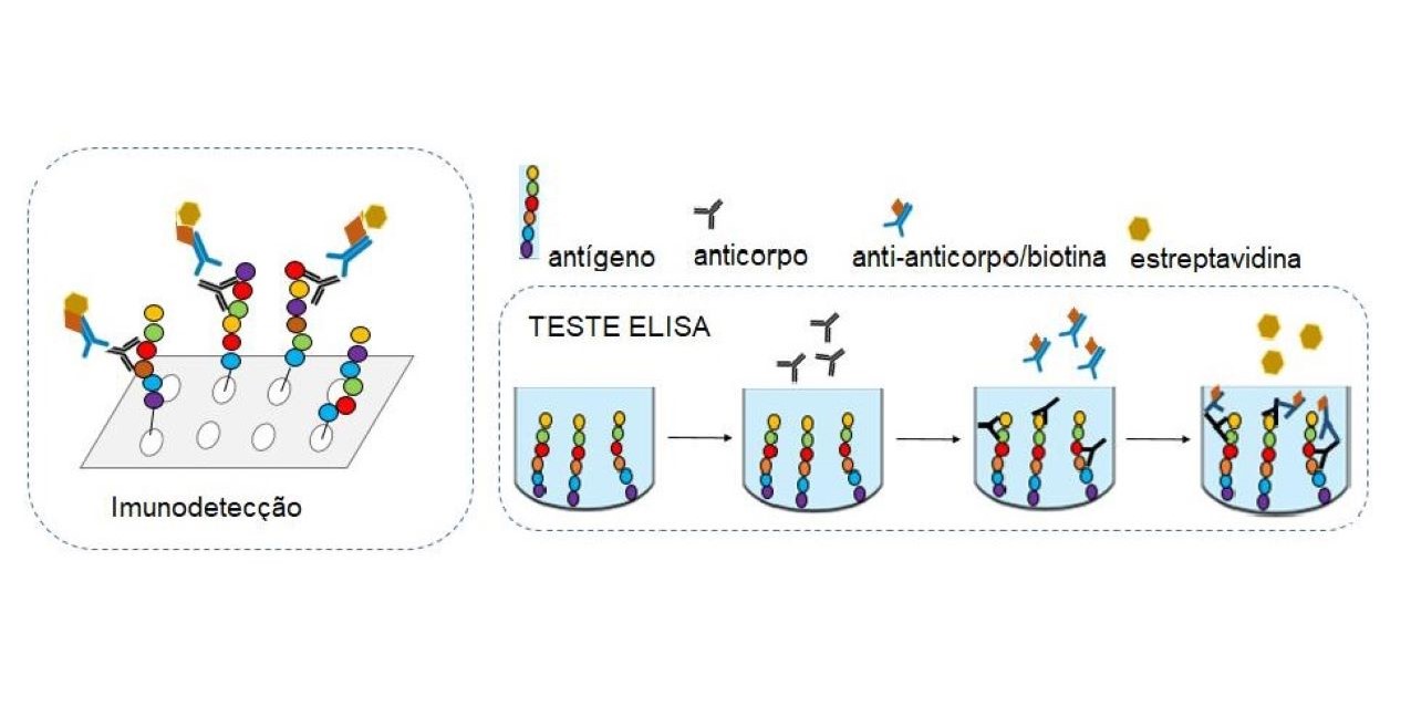 Teste ELISA para diagnóstico de leishmaniose cutânea